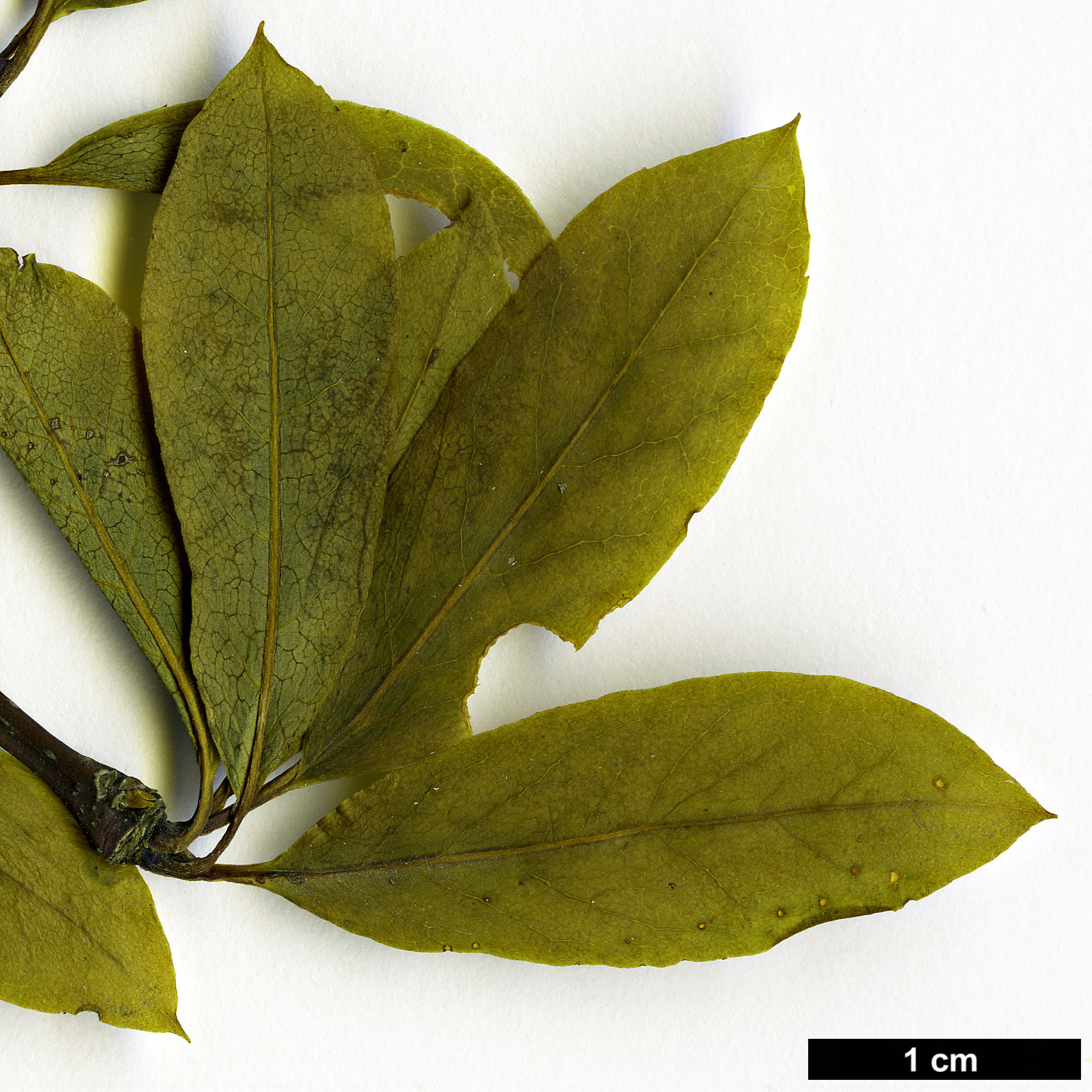 High resolution image: Family: Aquifoliaceae - Genus: Ilex - Taxon: mucronata